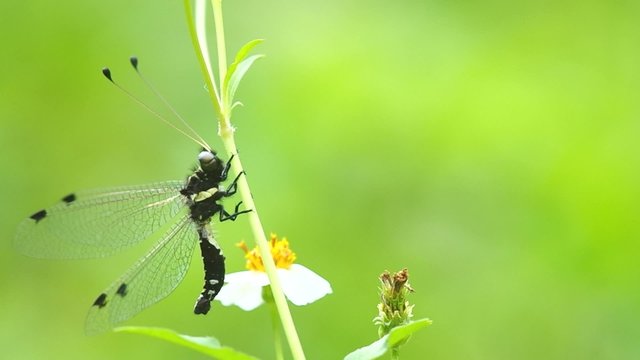 antlion is resting at the tree branch, side view