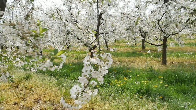 Colorful, fragrant orchard in the spring