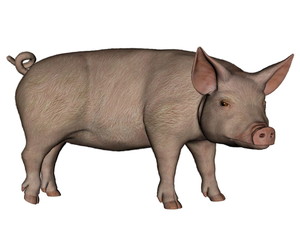 Fototapeta premium Pig standing - 3D render