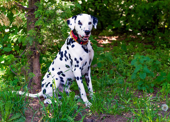 Dalmatian in attack.  The Dalmatian is on the green grass. 