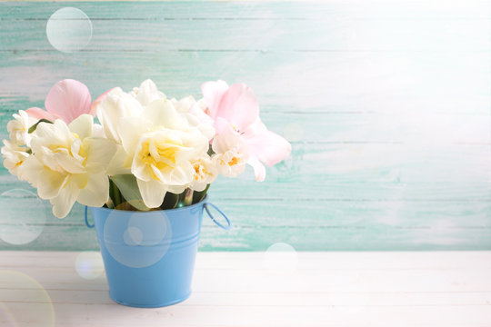 Background with fresh narcissus and tulips  flowers