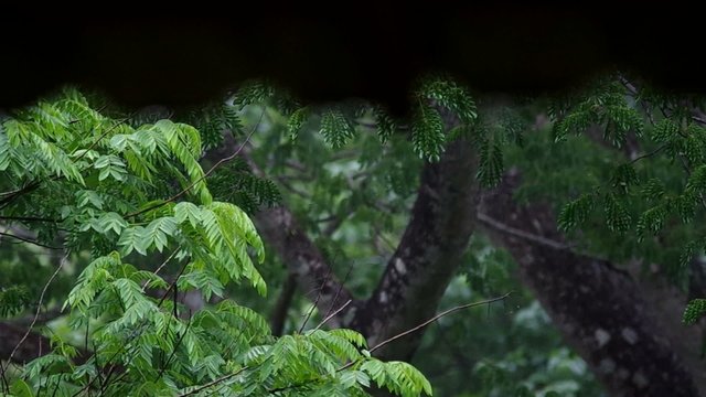 adjust focus form the plant under the rain to the roof with water drop