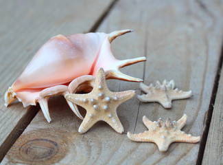 seashell
