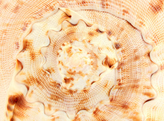 seashell
