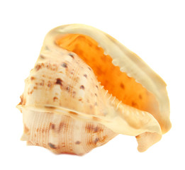 seashell
