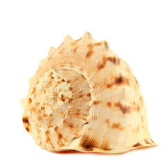 seashell

