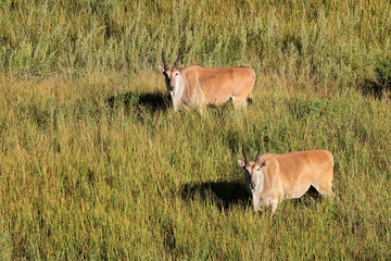 Naklejka na ściany i meble Eland antelopes in grassland