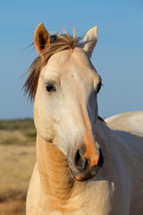 Portrait of a white horse against a blue sky