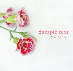 Pink flowers on white with sample text (minimal style)