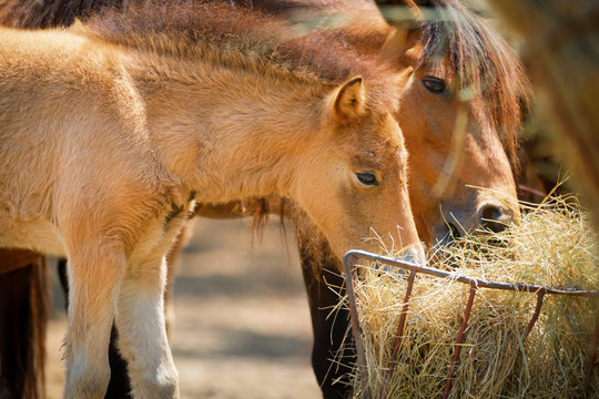 Horses eating dry grass