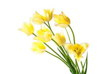 Yellow tulips with a pink fringe on the petals and green leaves 