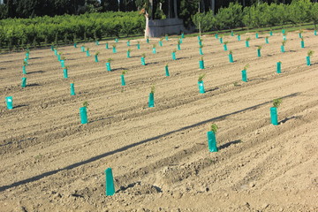Replantation