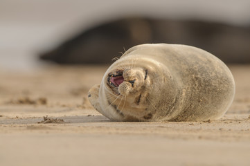 Seal Pup
