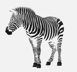 Obraz na płótnie Canvas the zebra stripes