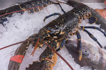 Fresh lobster on ice