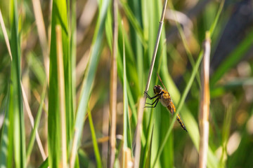 Yellow dragonfly on a grass straw