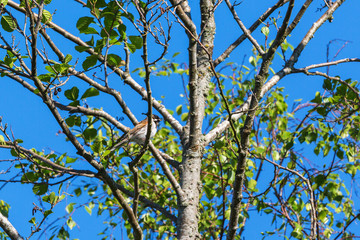 Reed bunting on a branch