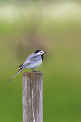 White Wagtail sit on a pole