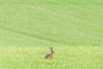Hare sitting on a meadow