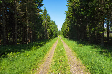 Forest road with spruce