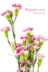 Pink flowers on white background with sample text