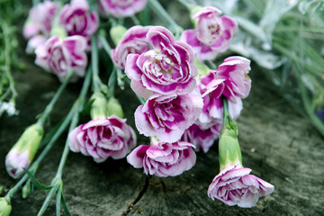 Pink flowers in vintage tone.