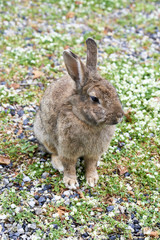 brown rabbit