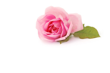 Fototapeta premium Rose