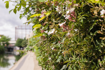 Jasmine growing by canal