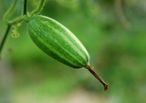Green pointed gourd in vegetable garden