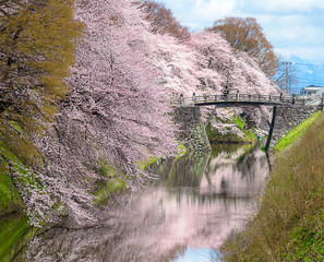 Cherry blossom at Kajo Park Yamagata ,Japan