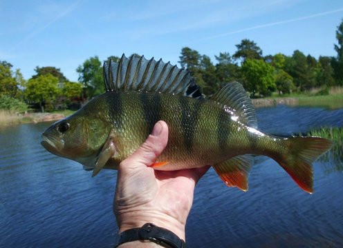 Flussbarsch (Perca fluviatilis) 