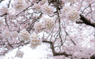Cherry blossom at Kajo Park Yamagata ,Japan