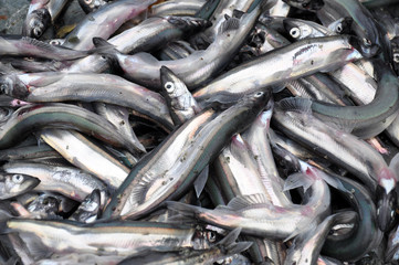 Obraz premium Capelin fish