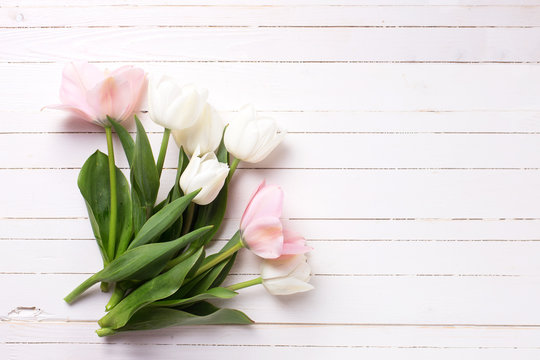 Background with fresh pink and white  tulip flowers