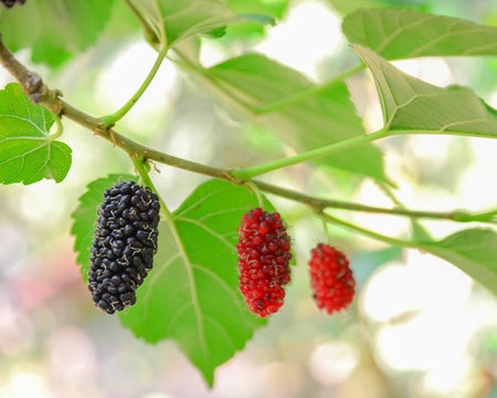 Mulberry on tree
