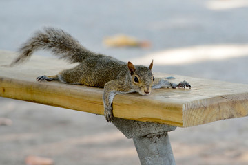 Grauhörnchen in Südflorida