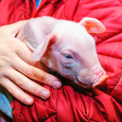pig in the hands