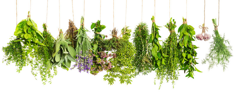 Kitchen herbs hanging isolated on white. Food ingredients