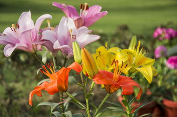 Various colored lilies