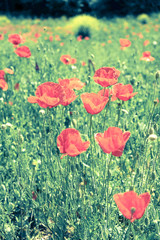 poppies in a field in spring