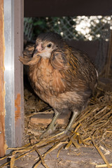 Portrait of hen  in a house hens in the garden