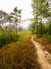 Fototapeta na wymiar Path in tropical rain forest