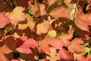 Autumn colors. Red and ylelow leaves of viburnum