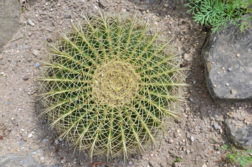 kaktus- schwiegermuttersitz