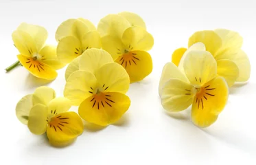 Fotobehang Viooltjes Enigszins vage gele viooltjes op een witte tegel
