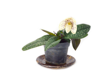 Naklejka premium Paphiopedilum concolor in nature light. Paphiopedilum is a genus