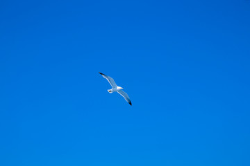 Fototapeta premium seagull flies against the blue sky
