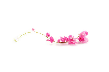 Pink Coral Vine isolated on a white background