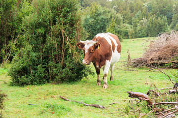 Cow under rain